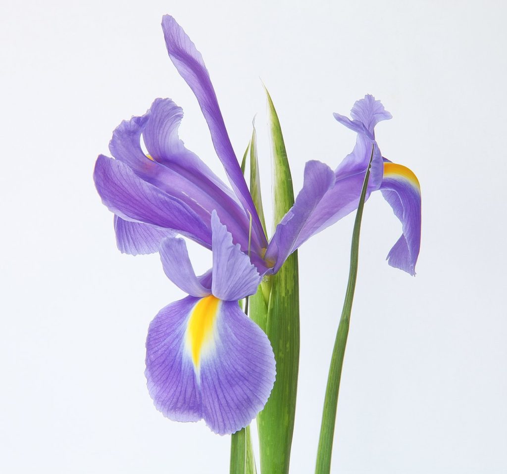 Blue Iris Flower with green stalk on grey background